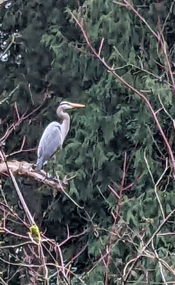 The Engorged Heron*  The Poetry Department . . . aka The Boynton Blog